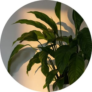 Indoor plants