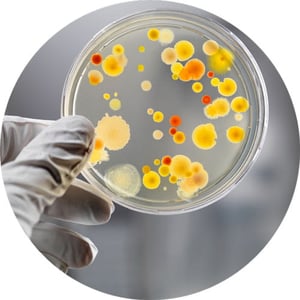 Petri Dish